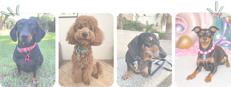 perritos con chapita
