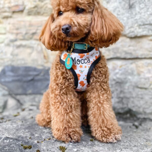 Arnés Poodle